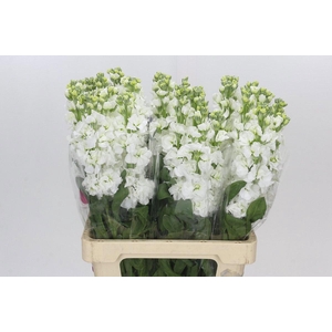 MATTH IRON WHITE