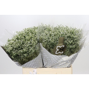 Limonium sinensis Clear Diamond
