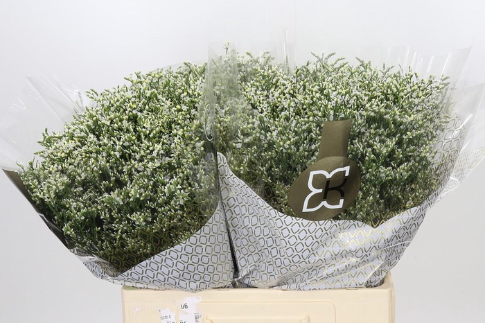 <h4>Limonium sinensis Clear Diamond</h4>