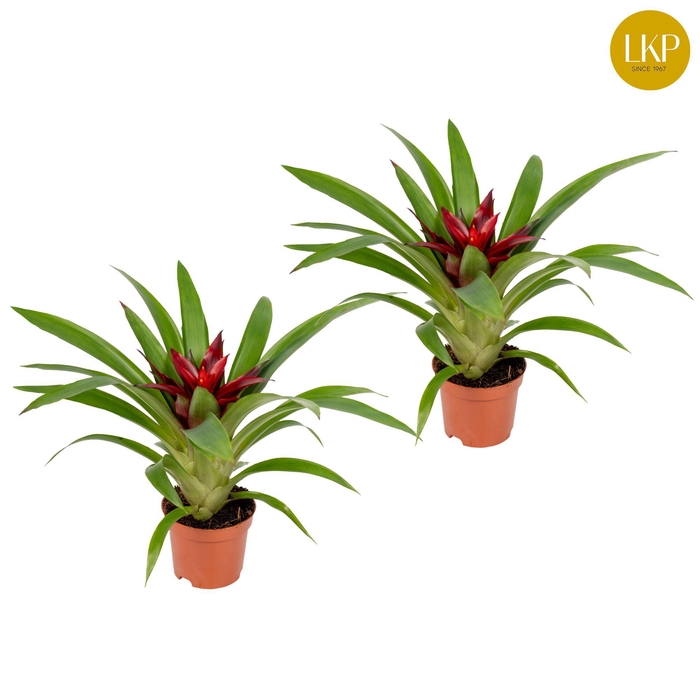 <h4>Guzmania Sky Paars (Zonder Hoes)</h4>