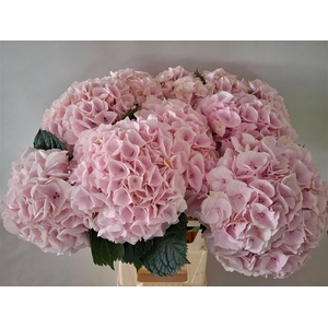 Hydr M My Pink Touch Rz