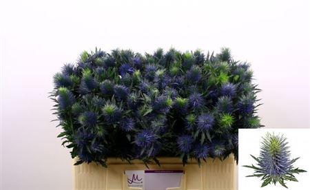 <h4>Eryn Supernova Qstar 50cm</h4>