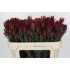 Leucadendron Blush Spray