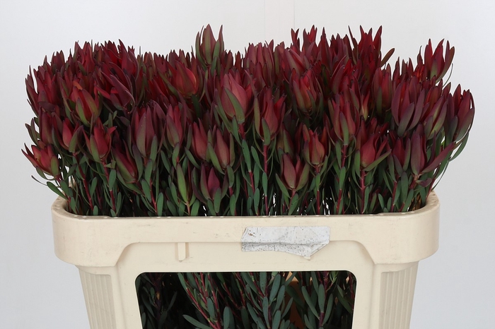 <h4>Leucadendron Blush Spray</h4>