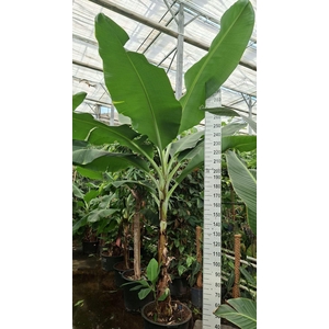 Musa Dwarf Cavendish