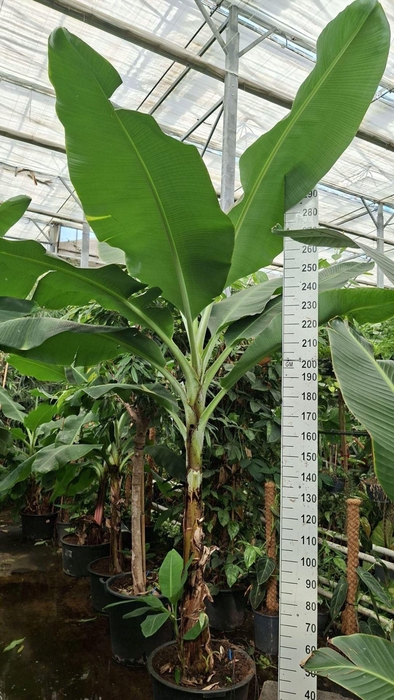 <h4>Musa Dwarf Cavendish</h4>