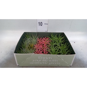 Tillandsia