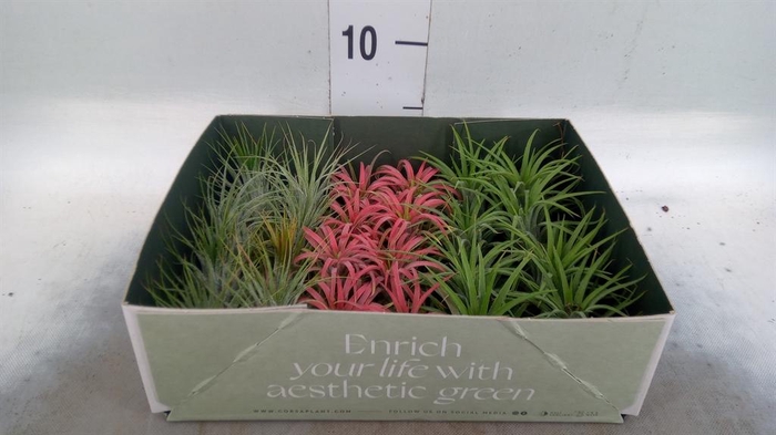 <h4>Tillandsia</h4>