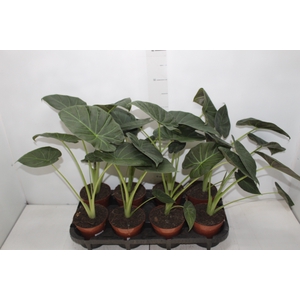 ALOCASIA REGAL SHIELDS P12