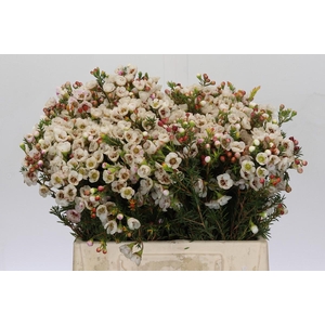 Chamelaucium Moonlight Delight