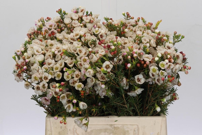 Chamelaucium Moonlight Delight