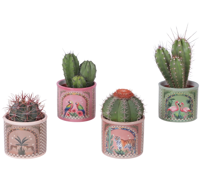 <h4>Cactus mix Ø10,5 cm in Ceramic Pot Exotic Animals Ø12cm</h4>