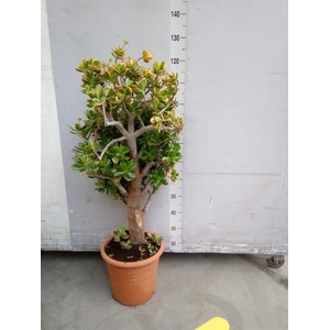 Crassula ovata 'Sunset'