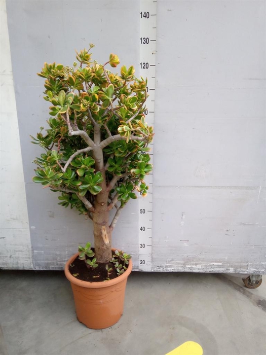 <h4>Crassula ovata 'Sunset'</h4>