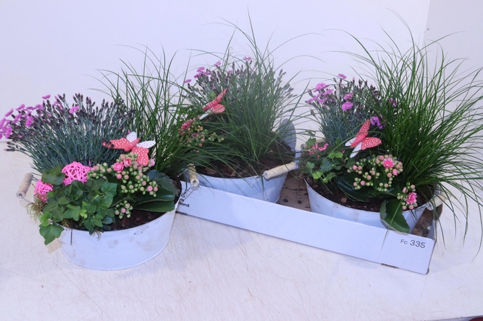 <h4>ARR TUINPLANTEN</h4>