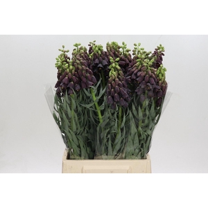 FRIT PERSICA FRITILLARIA PERSICA