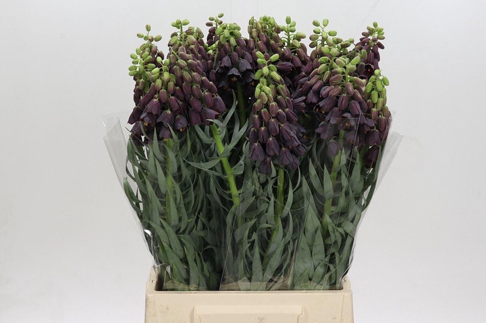 <h4>FRIT PERSICA FRITILLARIA PERSICA</h4>