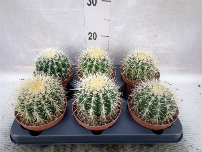 <h4>Echinocactus grusonii</h4>