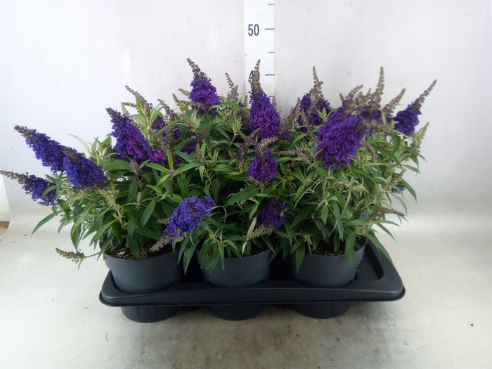 <h4>Buddleja davidii 'Butterf CL Purpl'</h4>