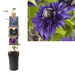 Clematis 'Multi Blue' +3.0 label