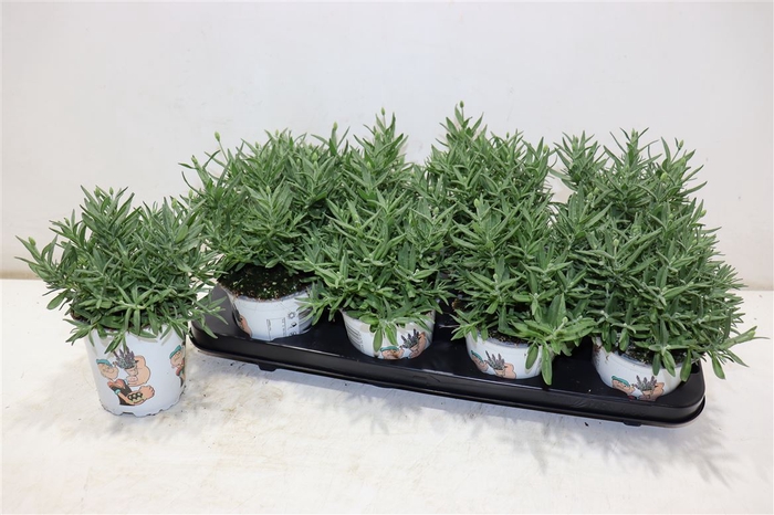 <h4>Lavan Angustifolia</h4>
