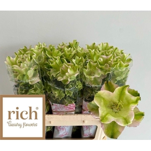 Campanula M Evergreen Pearl Ex