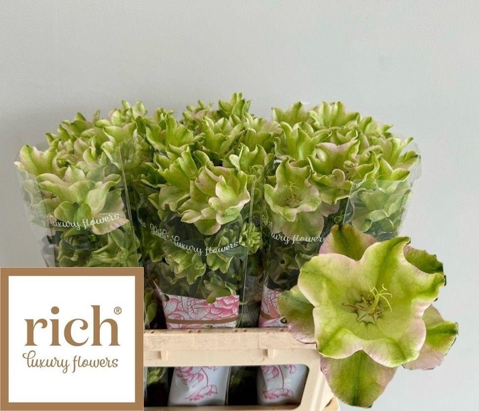 <h4>Campanula M Evergreen Pearl Ex</h4>