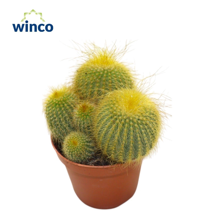 <h4>Notocactus Leninghausii (group)</h4>