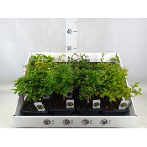 Bonsai   ...mix