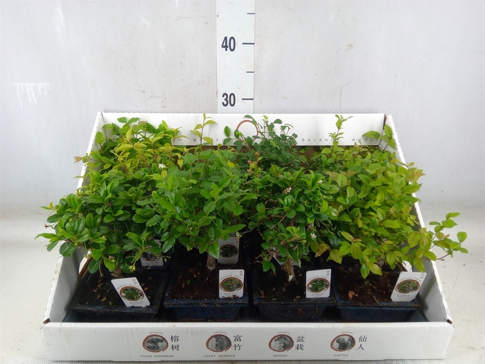<h4>Bonsai   ...mix</h4>