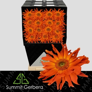 Gerbera Pasta Marinara Diamond