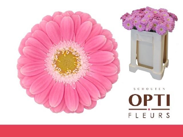 <h4>GE MI PHILOU</h4>