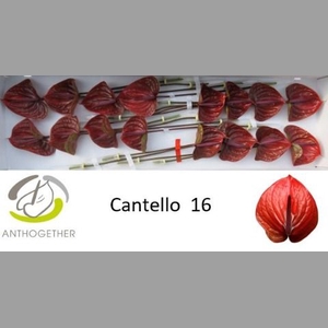 ANTH A CANTELLO