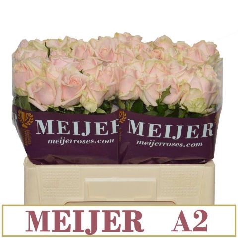<h4>R Gr Sweet Avalanche A2 Meijer</h4>