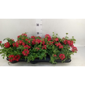 Verbena  'Venturi Red'