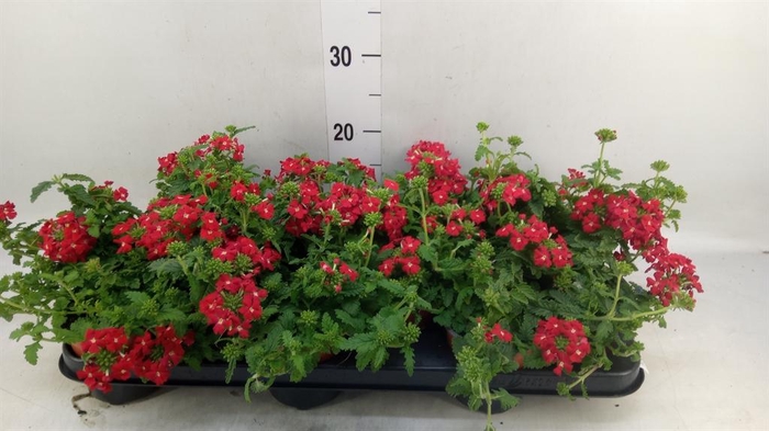 <h4>Verbena  'Venturi Red'</h4>