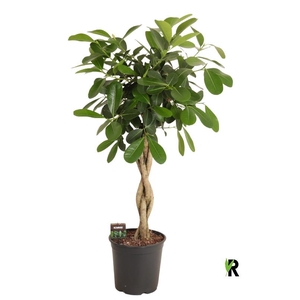 Ficus microcarpa Smile stam gevlochten
