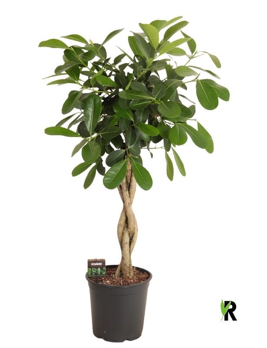 <h4>Ficus microcarpa Smile stam gevlochten</h4>