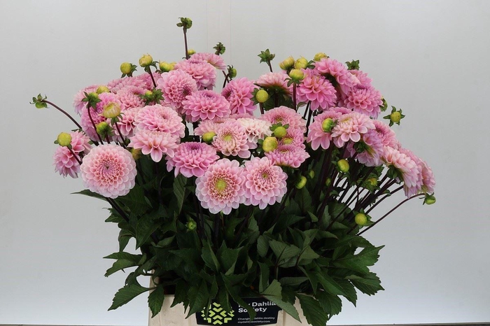 <h4>DAHLIA  'WIZARD OF OZ'</h4>