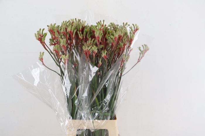 <h4>ANIGOZ JUDITH GREEN/RED 070CM</h4>