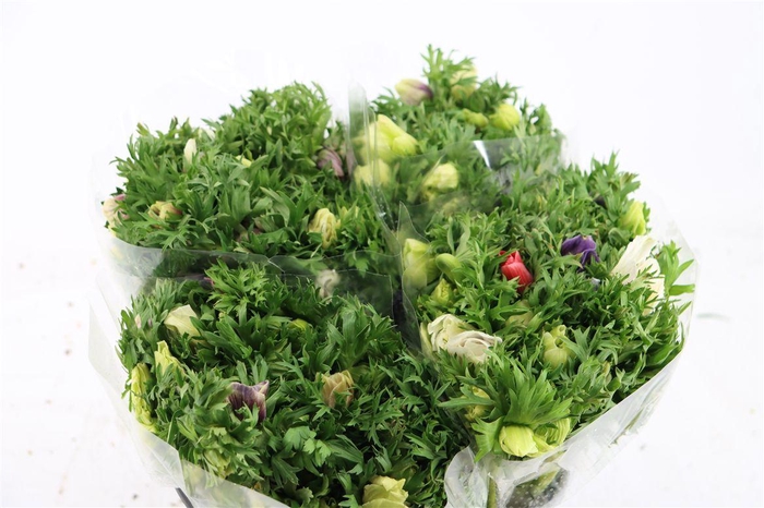 <h4>Anem Marianne Pastel</h4>