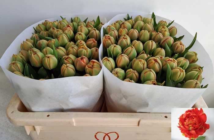 <h4>TU DU MIRANDA</h4>