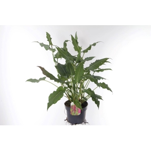 Persicaria amplexicaulis Amethyst Summer