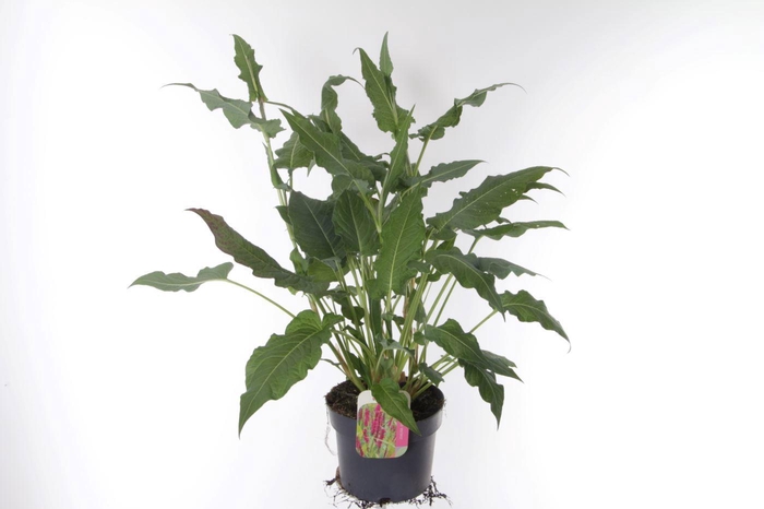 <h4>Persicaria amplexicaulis Amethyst Summer</h4>