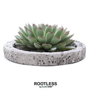 ROOTLESS Echeveria pulidonis, Koala bowl