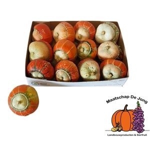 <h4>CUC TURKS TURBAN MIX</h4>
