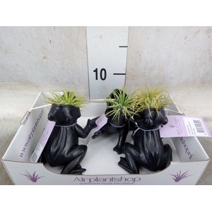 Tillandsia