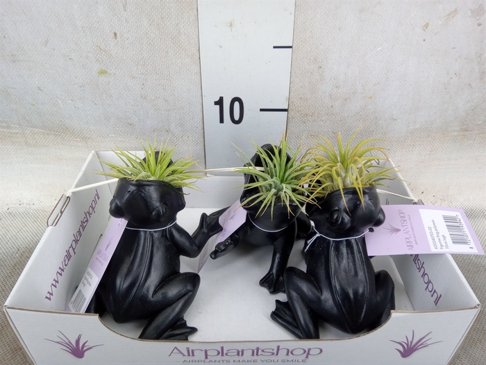 <h4>Tillandsia</h4>
