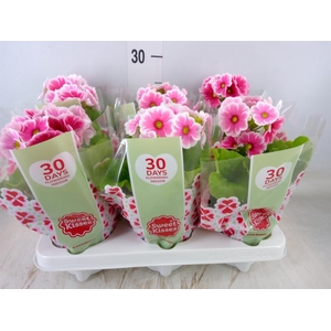 Primula obcon. 'Touch Me Red White'