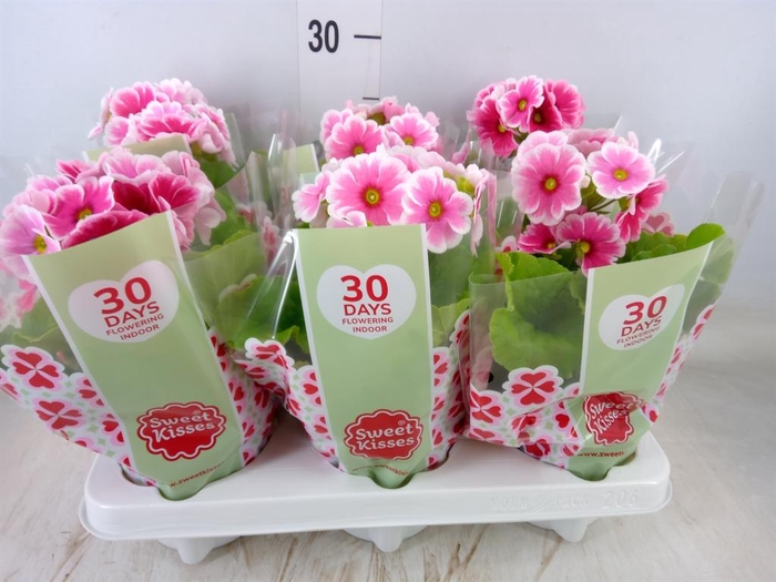 <h4>Primula obcon. 'Touch Me Red White'</h4>